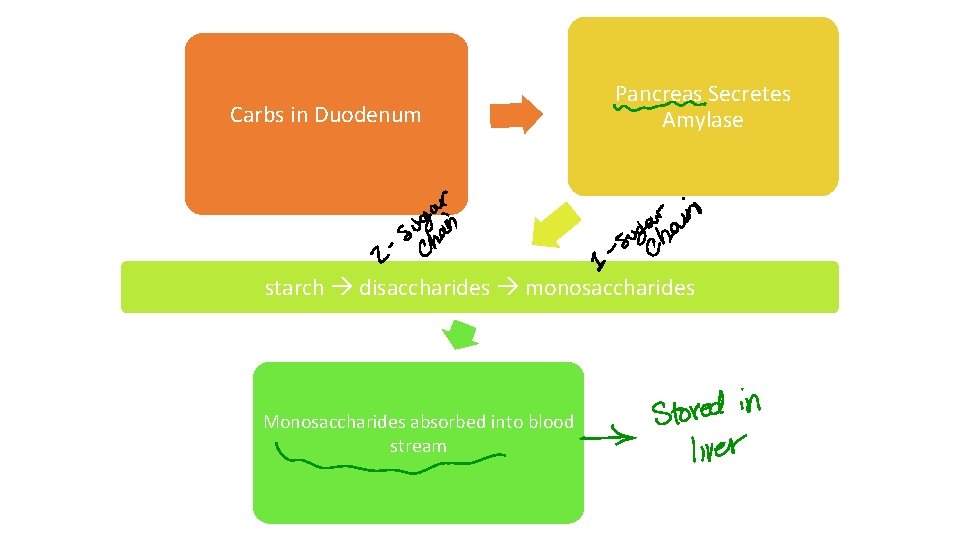 Carbs in Duodenum Pancreas Secretes Amylase starch disaccharides monosaccharides Monosaccharides absorbed into blood stream