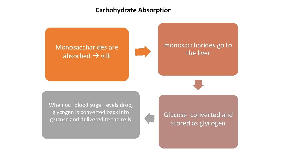 Carbohydrate Absorption Monosaccharides are absorbed villi When our blood sugar levels drop, glycogen is