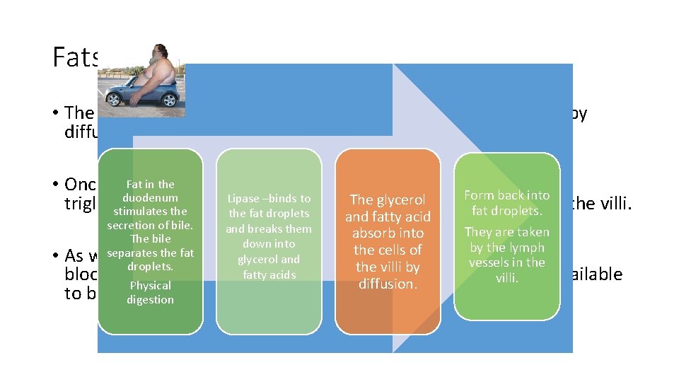 Fats…. • The glycerol and free fatty acid absorb into the cells of the