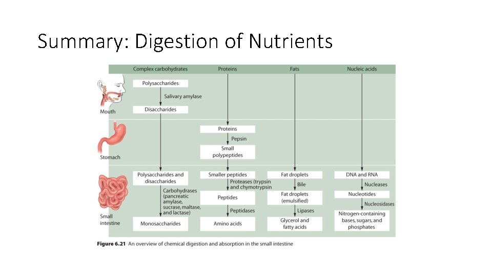 Summary: Digestion of Nutrients 