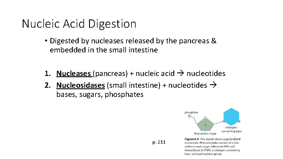 Nucleic Acid Digestion • Digested by nucleases released by the pancreas & embedded in