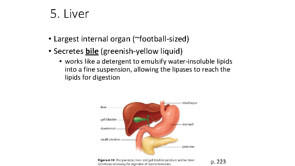 5. Liver • Largest internal organ (~football-sized) • Secretes bile (greenish-yellow liquid) • works