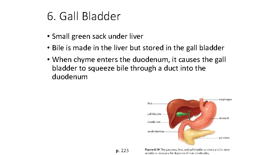 6. Gall Bladder • Small green sack under liver • Bile is made in