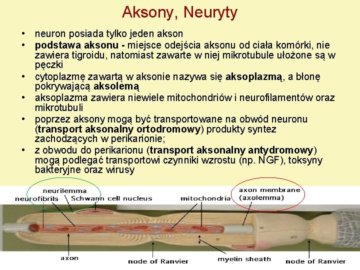 Aksony, Neuryty • neuron posiada tylko jeden akson • podstawa aksonu - miejsce odejścia