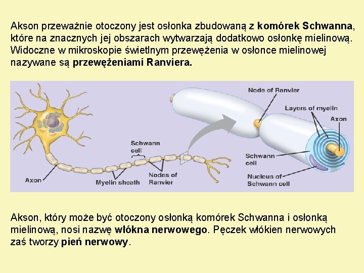 Akson przeważnie otoczony jest osłonka zbudowaną z komórek Schwanna, które na znacznych jej obszarach