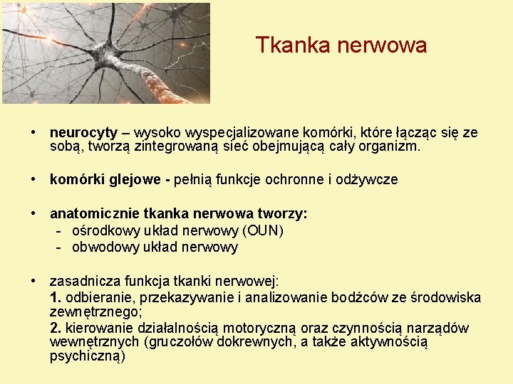 Tkanka nerwowa • neurocyty – wysoko wyspecjalizowane komórki, które łącząc się ze sobą, tworzą