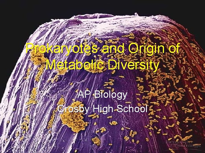 Prokaryotes and Origin of Metabolic Diversity AP Biology Crosby High School 