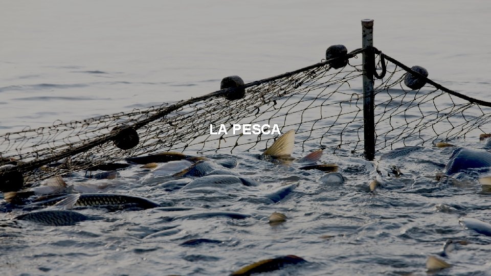 LA PESCA 