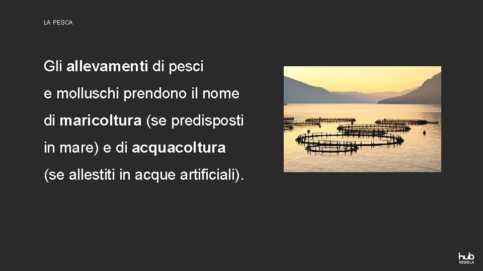 LA PESCA Gli allevamenti di pesci e molluschi prendono il nome di maricoltura (se