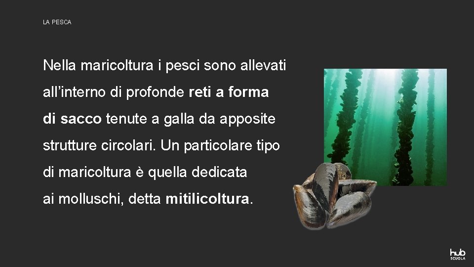 LA PESCA Nella maricoltura i pesci sono allevati all’interno di profonde reti a forma