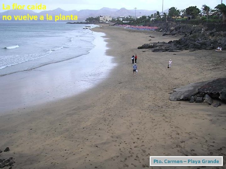 La flor caída no vuelve a la planta Pto. Carmen – Playa Grande 