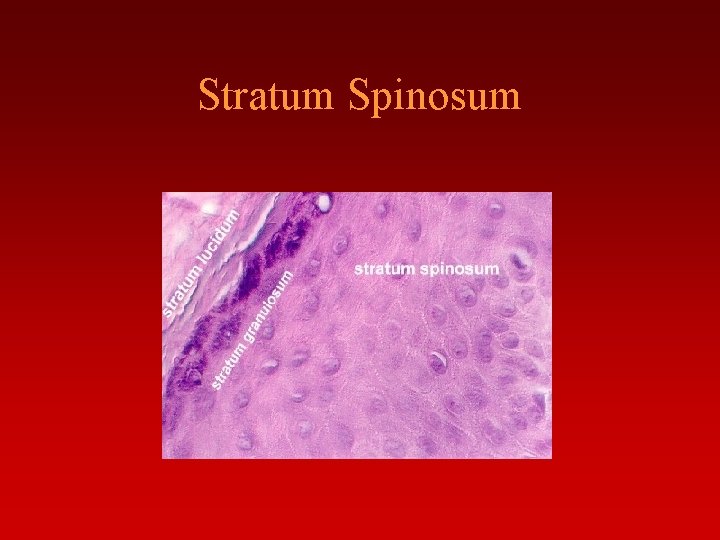 THE INTEGUMENTARY SYSTEM Skin and its Derivatives TYPES