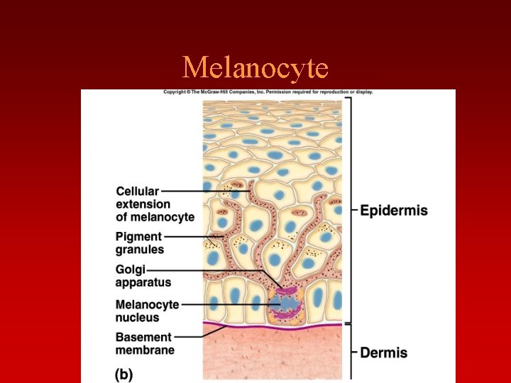 THE INTEGUMENTARY SYSTEM Skin and its Derivatives TYPES