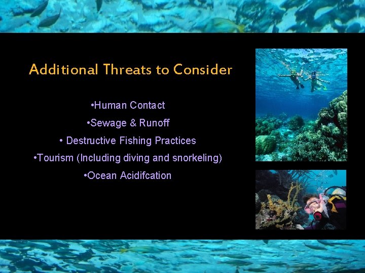 Additional Threats to Consider • Human Contact • Sewage & Runoff • Destructive Fishing