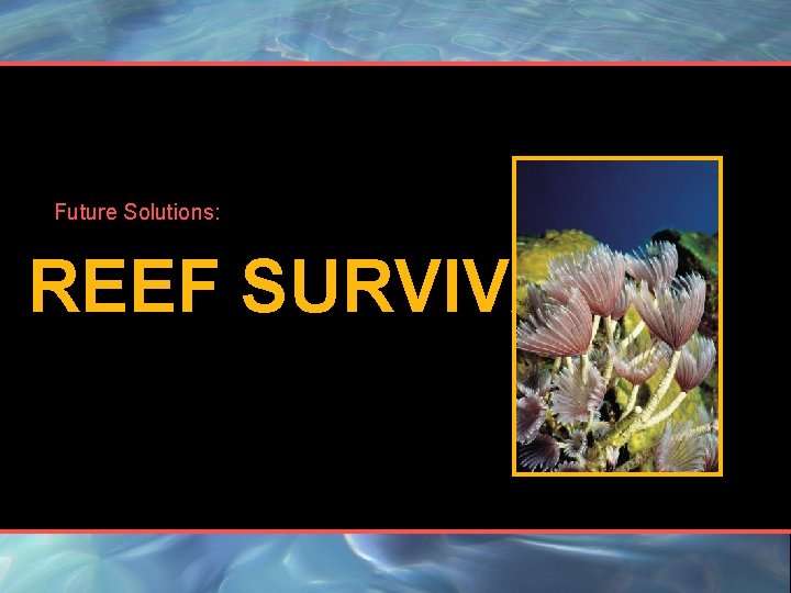 Future Solutions: REEF SURVIVAL 