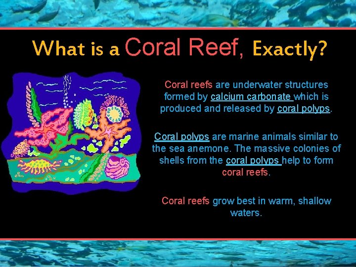 What is a Coral Reef, Exactly? Coral reefs are underwater structures formed by calcium