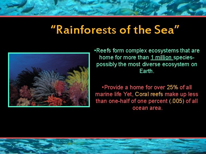 “Rainforests of the Sea” • Reefs form complex ecosystems that are home for more