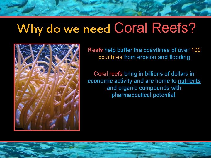Why do we need Coral Reefs? Reefs help buffer the coastlines of over 100