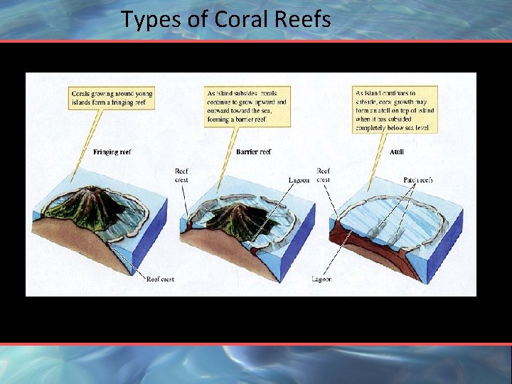 Types of Coral Reefs 