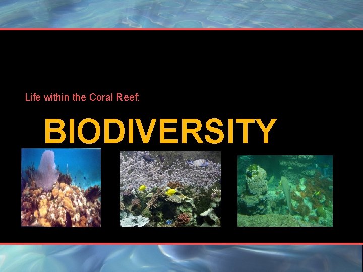 Life within the Coral Reef: BIODIVERSITY 