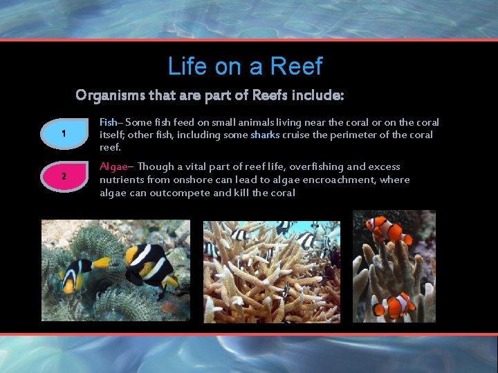 Life on a Reef Organisms that are part of Reefs include: 1 Fish– Some