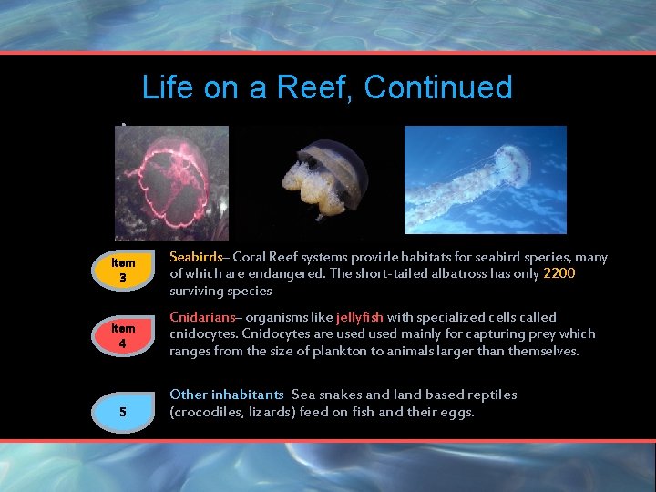 Life on a Reef, Continued : Item 3 Seabirds– Coral Reef systems provide habitats