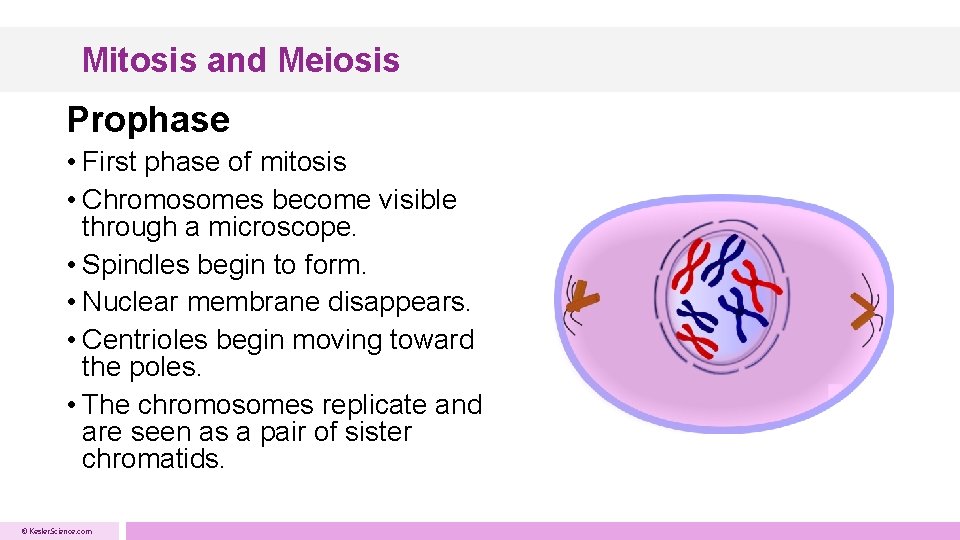 Mitosis and Meiosis Presented by Kesler Science Essential