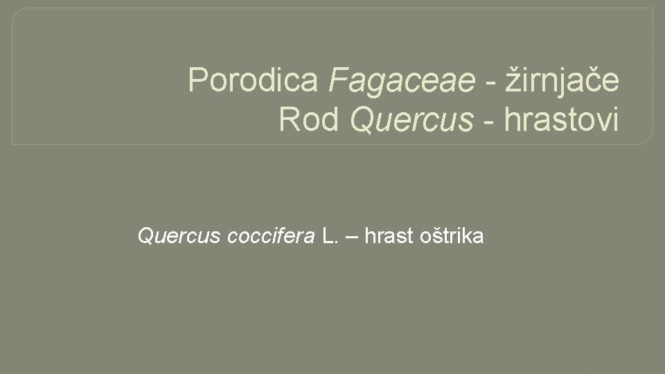 Porodica Fagaceae - žirnjače Rod Quercus - hrastovi Quercus coccifera L. – hrast oštrika