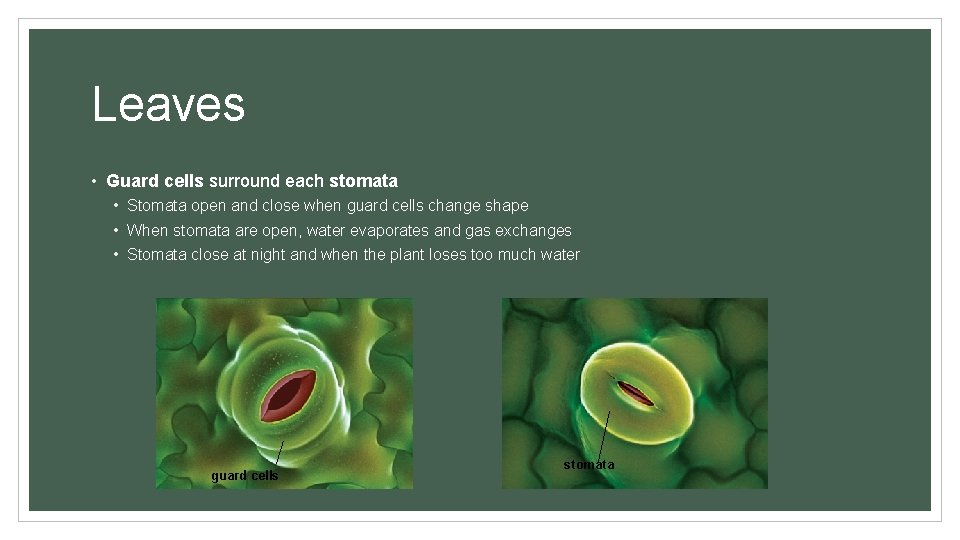 Leaves • Guard cells surround each stomata • Stomata open and close when guard