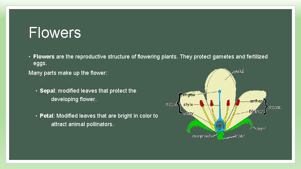 Flowers • Flowers are the reproductive structure of flowering plants. They protect gametes and