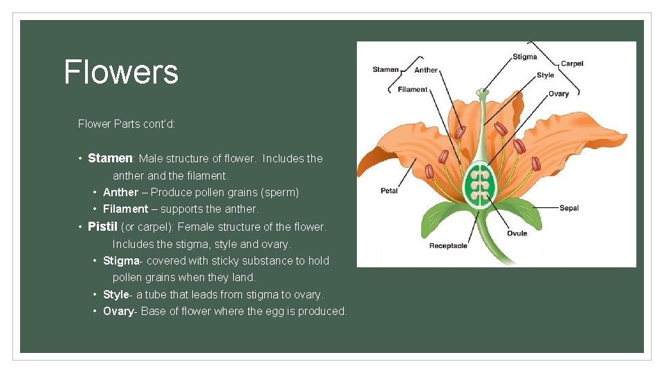 Flowers Flower Parts cont’d: • Stamen: Male structure of flower. Includes the anther and