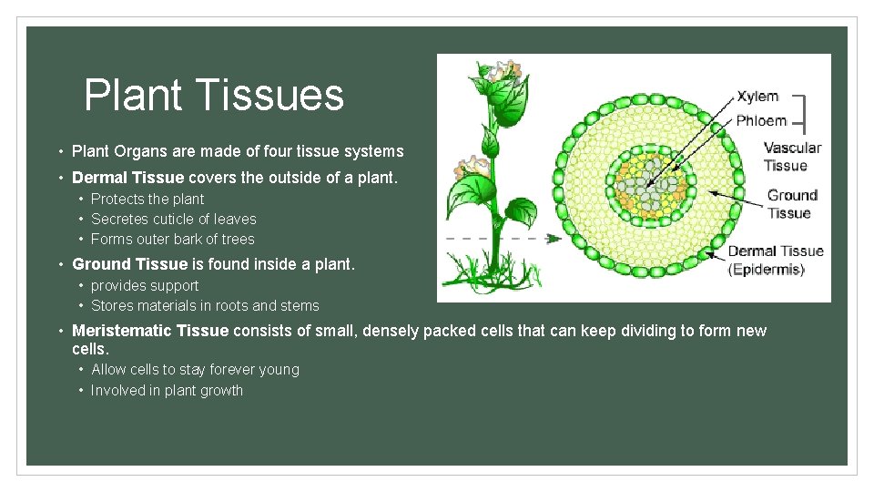Plant Tissues • Plant Organs are made of four tissue systems • Dermal Tissue