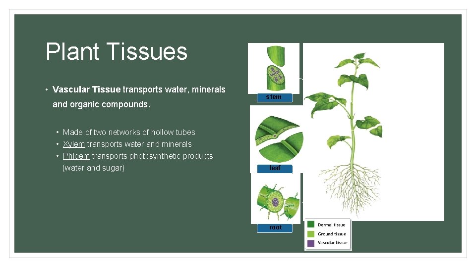 Plant Tissues • Vascular Tissue transports water, minerals and organic compounds. • Made of