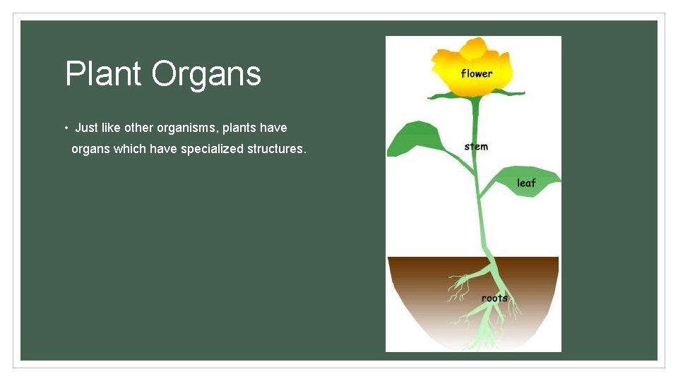 Plant Organs • Just like other organisms, plants have organs which have specialized structures.