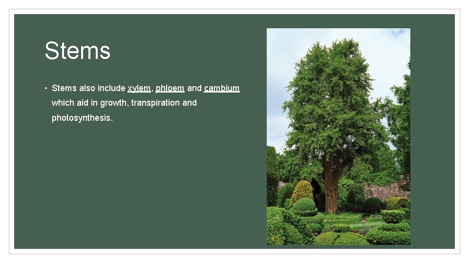 Stems • Stems also include xylem, phloem and cambium which aid in growth, transpiration