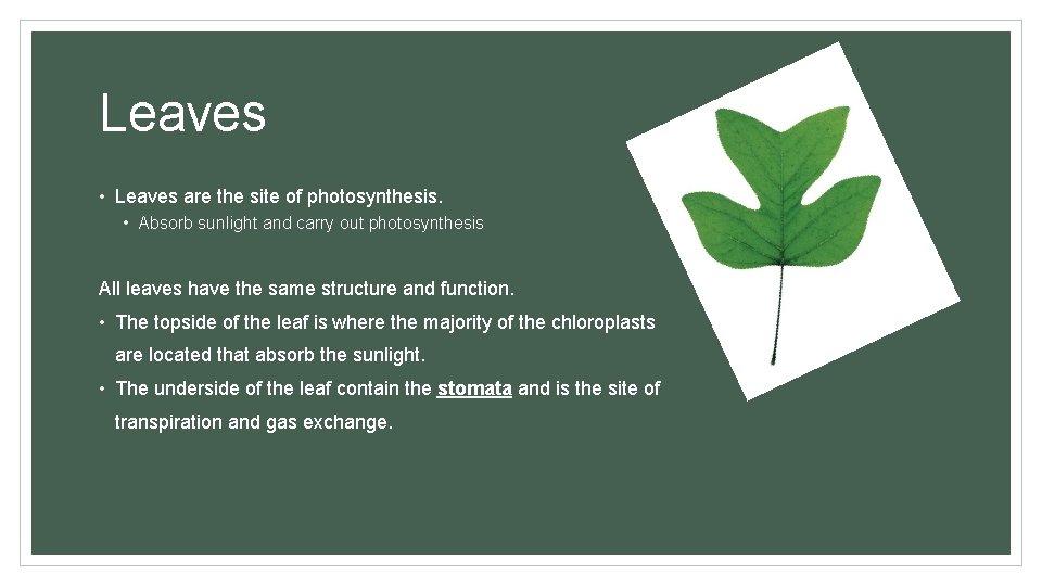 Leaves • Leaves are the site of photosynthesis. • Absorb sunlight and carry out