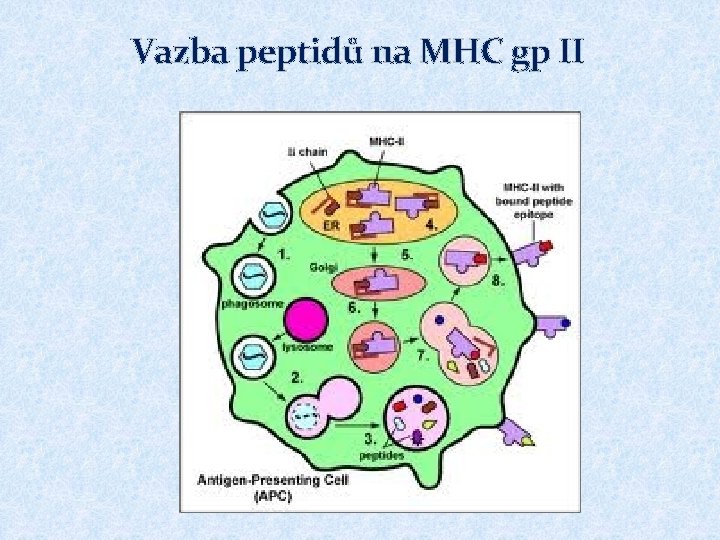 Vazba peptidů na MHC gp II 