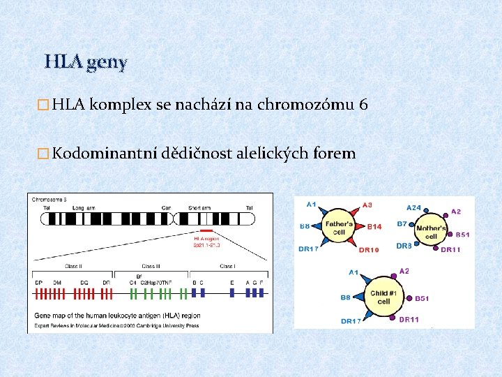 HLA geny � HLA komplex se nachází na chromozómu 6 � Kodominantní dědičnost alelických