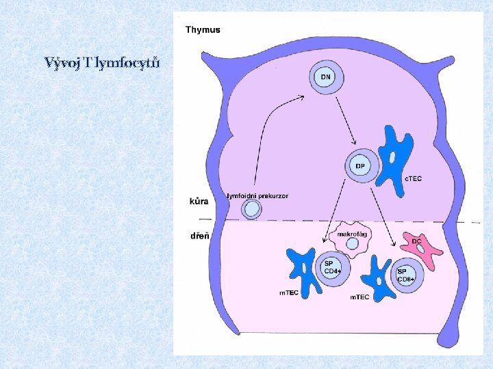 Vývoj T lymfocytů 