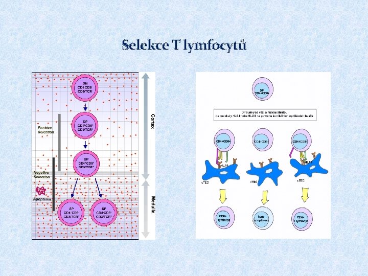 Selekce T lymfocytů 