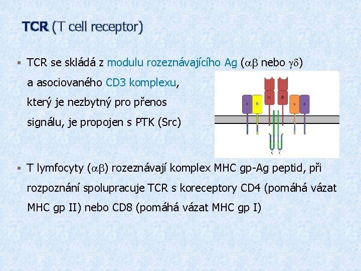 TCR (T cell receptor) § TCR se skládá z modulu rozeznávajícího Ag (ab nebo