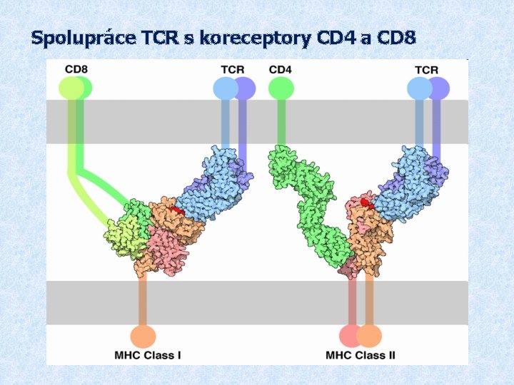 Spolupráce TCR s koreceptory CD 4 a CD 8 
