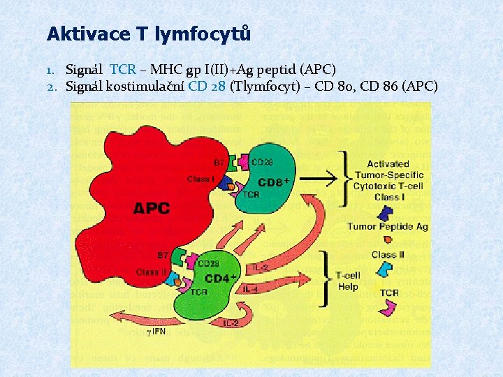 Aktivace T lymfocytů 1. Signál TCR – MHC gp I(II)+Ag peptid (APC) 2. Signál