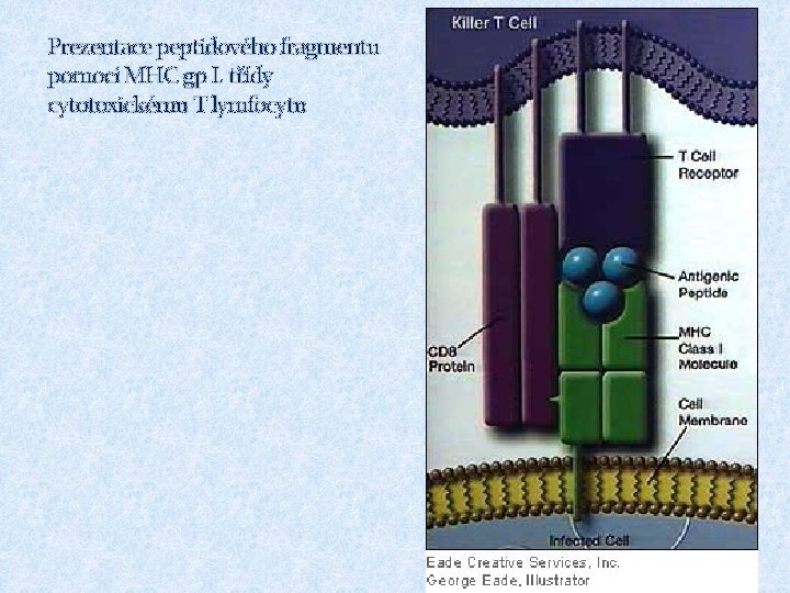 Prezentace peptidového fragmentu pomocí MHC gp I. třídy cytotoxickému T lymfocytu 