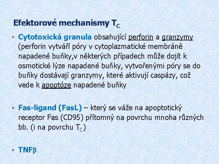 Efektorové mechanismy TC § Cytotoxická granula obsahující perforin a granzymy (perforin vytváří póry v