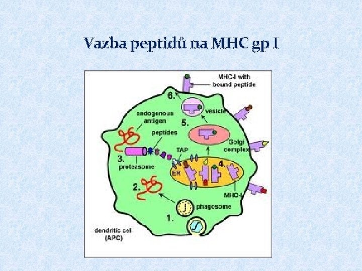 Vazba peptidů na MHC gp I 