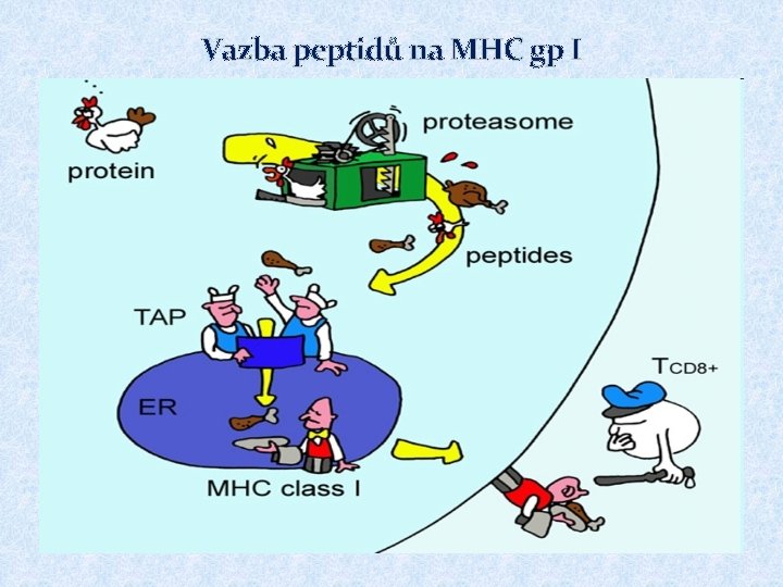 Vazba peptidů na MHC gp I 