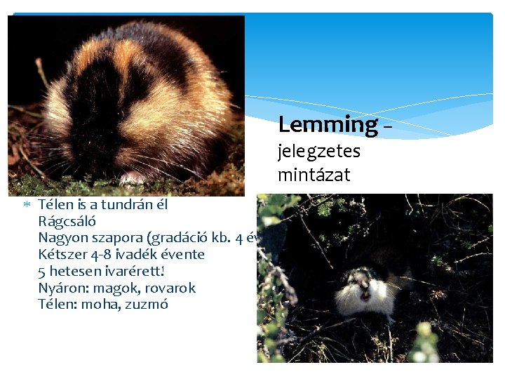 Lemming – jelegzetes mintázat Télen is a tundrán él Rágcsáló Nagyon szapora (gradáció kb.