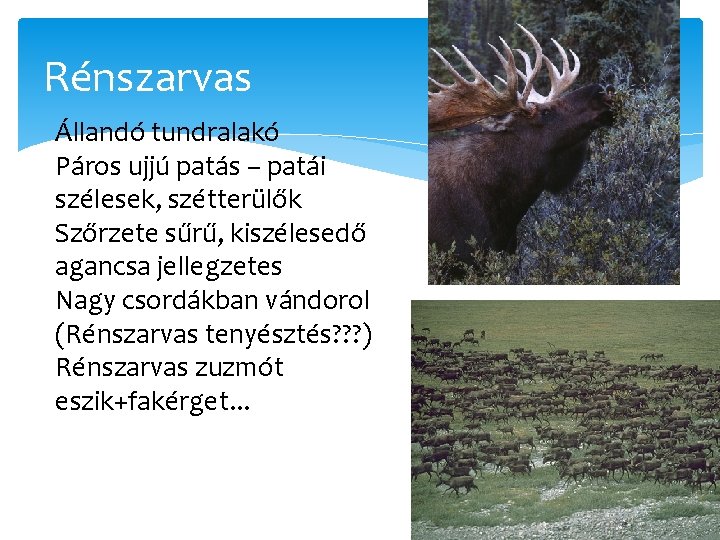 Rénszarvas Állandó tundralakó Páros ujjú patás – patái szélesek, szétterülők Szőrzete sűrű, kiszélesedő agancsa