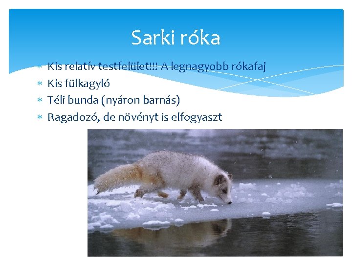 Sarki róka Kis relatív testfelület!!! A legnagyobb rókafaj Kis fülkagyló Téli bunda (nyáron barnás)